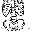 ribcage-pelvis-combo