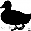 duck+3